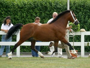 Welsh Cob Bild
